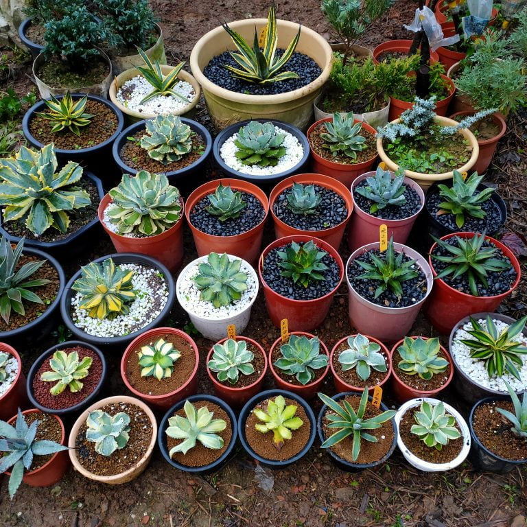 多肉仙人交易所