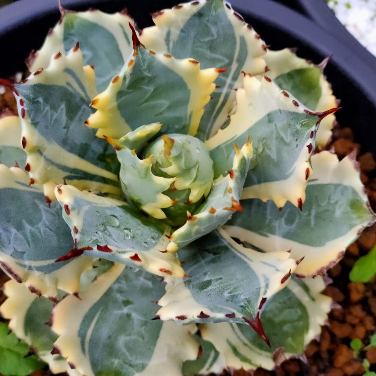 多肉仙人交易所