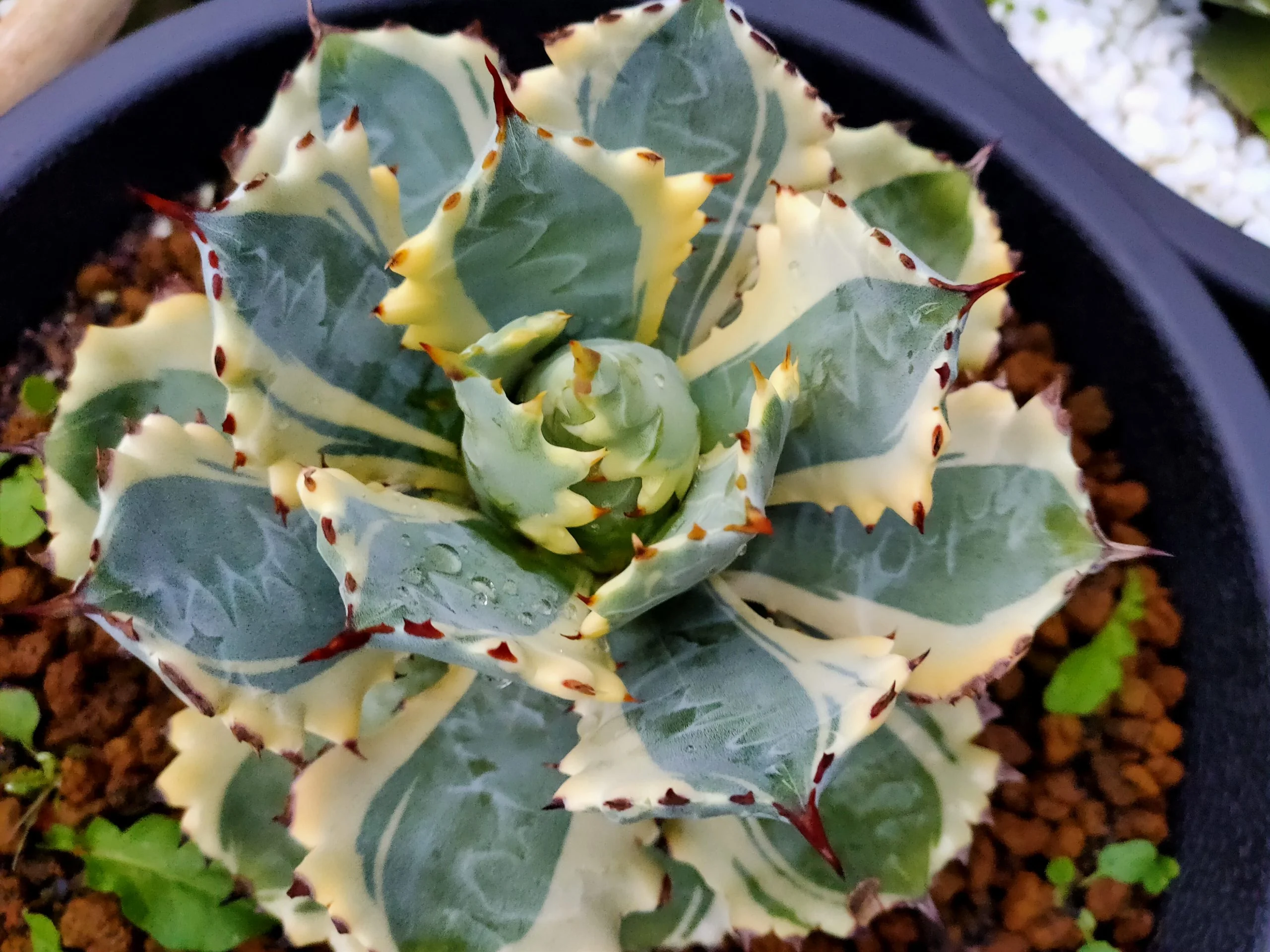 王妃甲蟹富輪- Dorosenren 多肉仙人