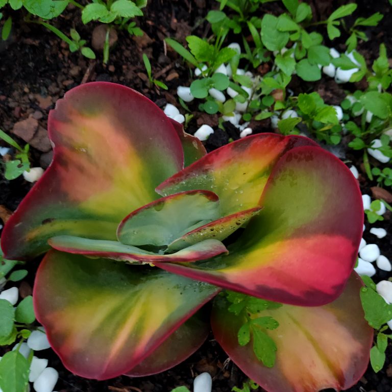 多肉仙人交易所