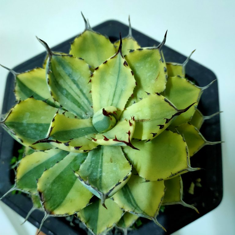 多肉仙人交易所