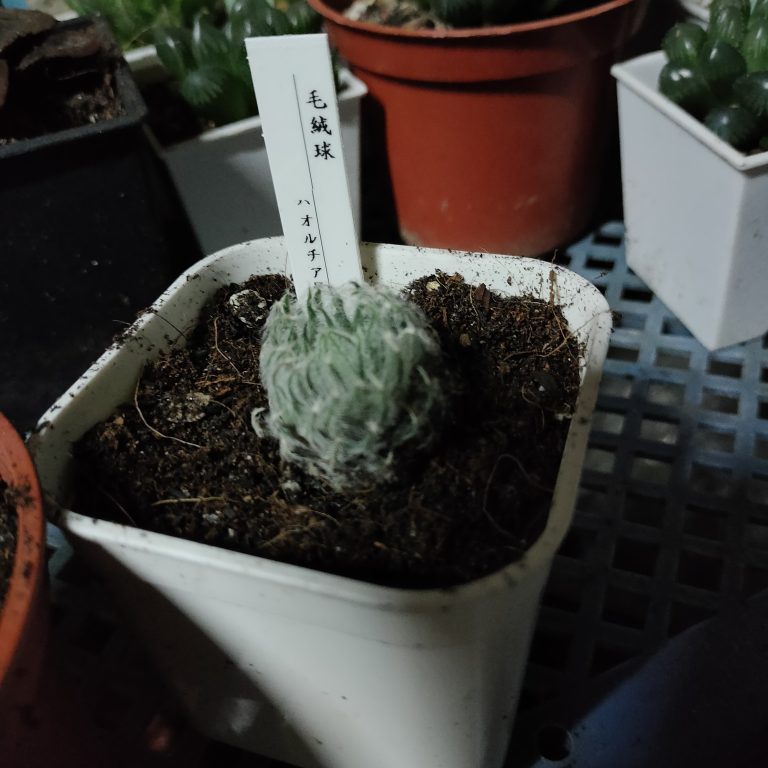 多肉仙人交易所