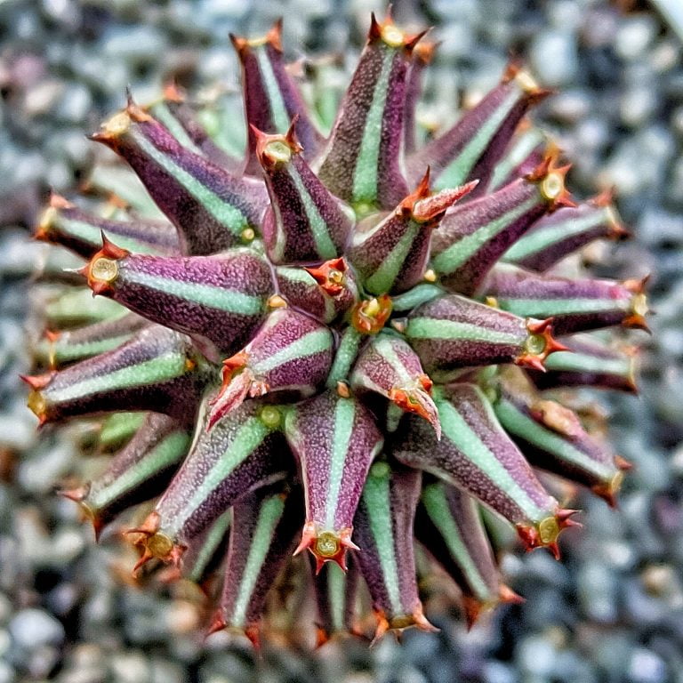 多肉仙人交易所