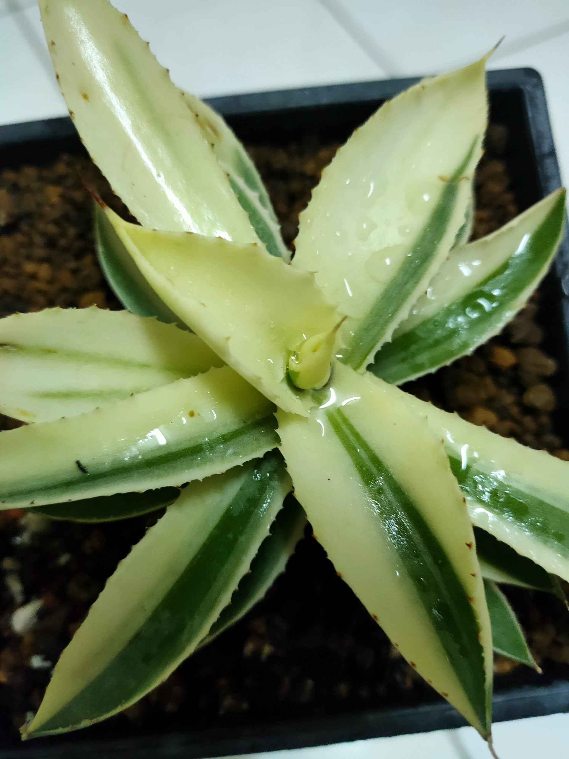 国内在庫】 吉祥冠覆輪斑 特大美株 植物/観葉植物 - www.gifav.org