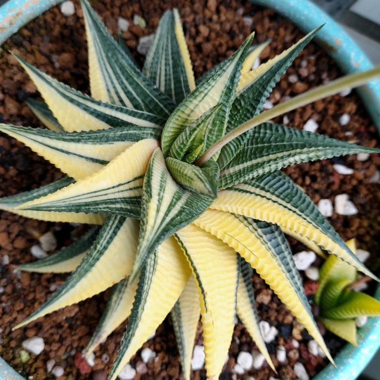 多肉仙人交易所