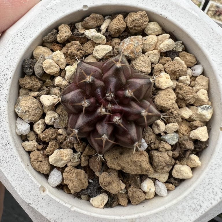 多肉仙人交易所