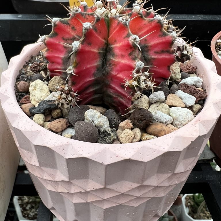 多肉仙人交易所