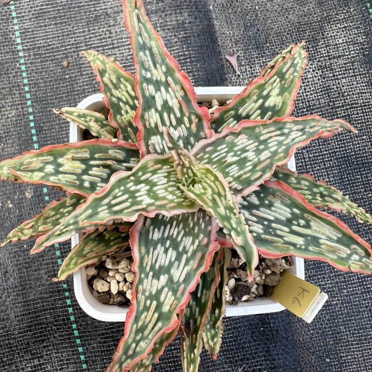 多肉仙人交易所