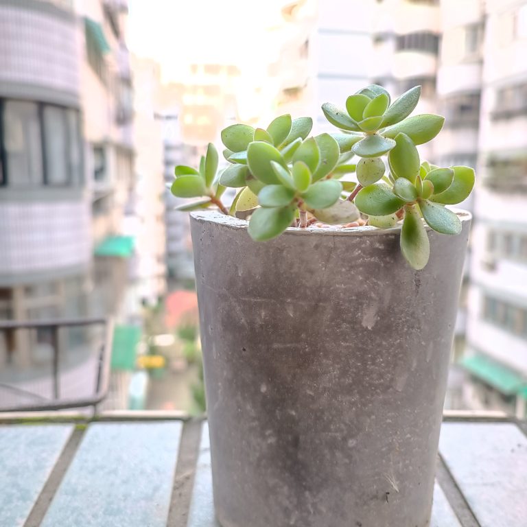 多肉仙人交易所