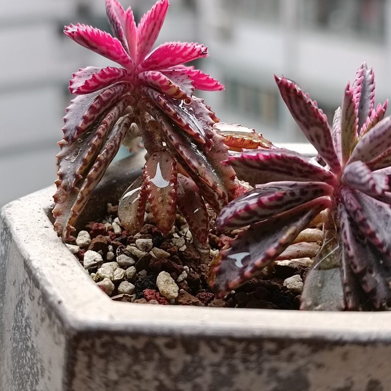 多肉仙人交易所