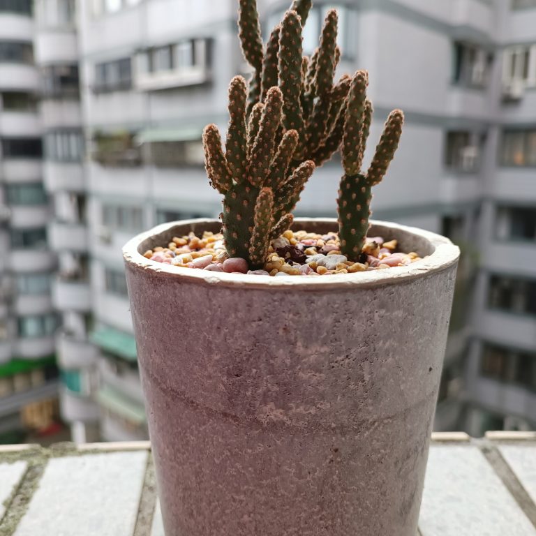 多肉仙人交易所