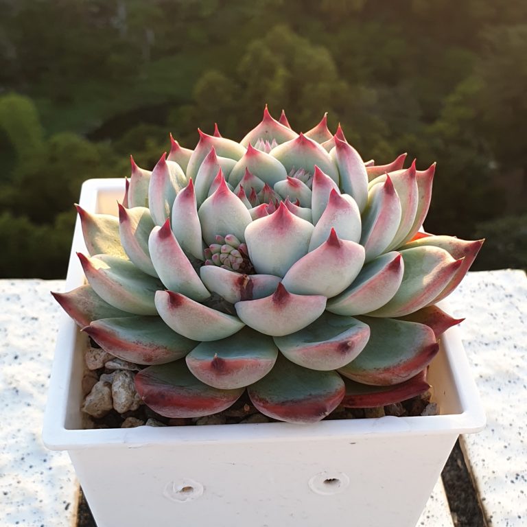 多肉仙人交易所