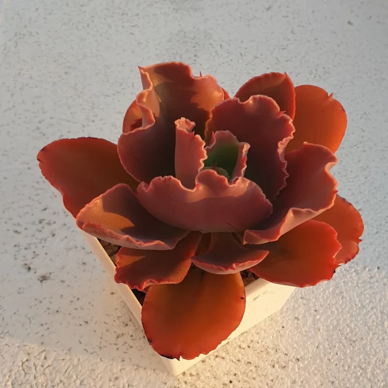 多肉仙人交易所