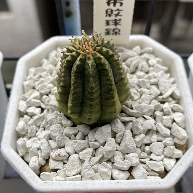 多肉仙人交易所