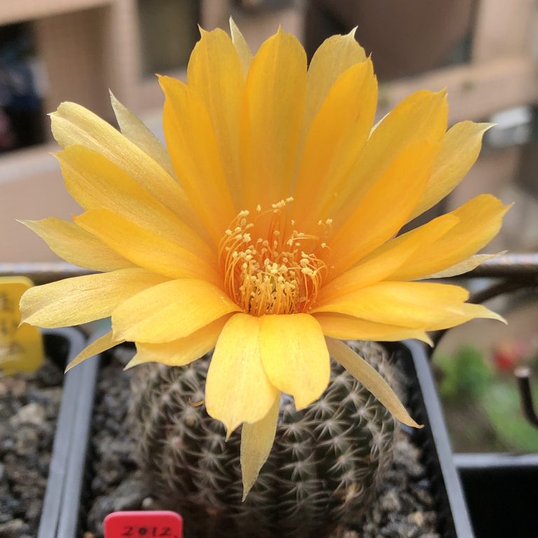 多肉仙人交易所