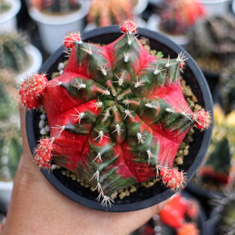 多肉仙人交易所