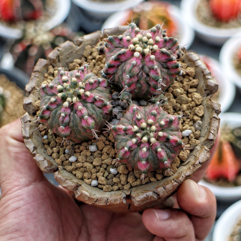 多肉仙人交易所