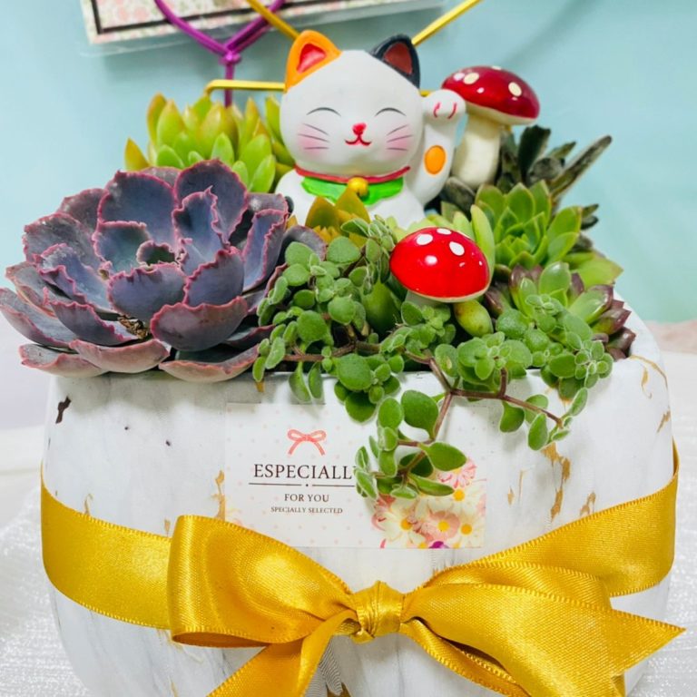 多肉仙人交易所