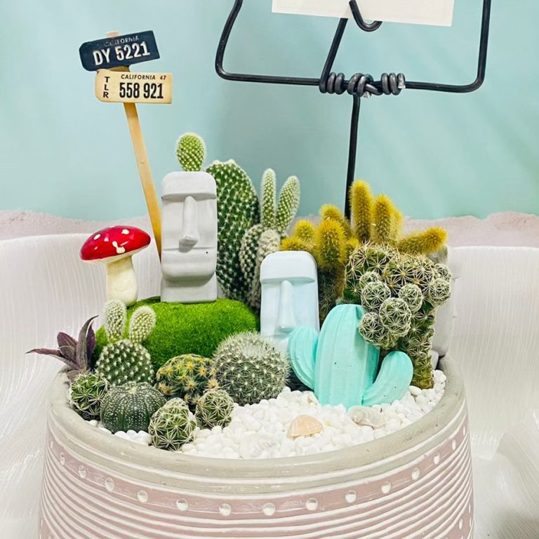 多肉仙人交易所