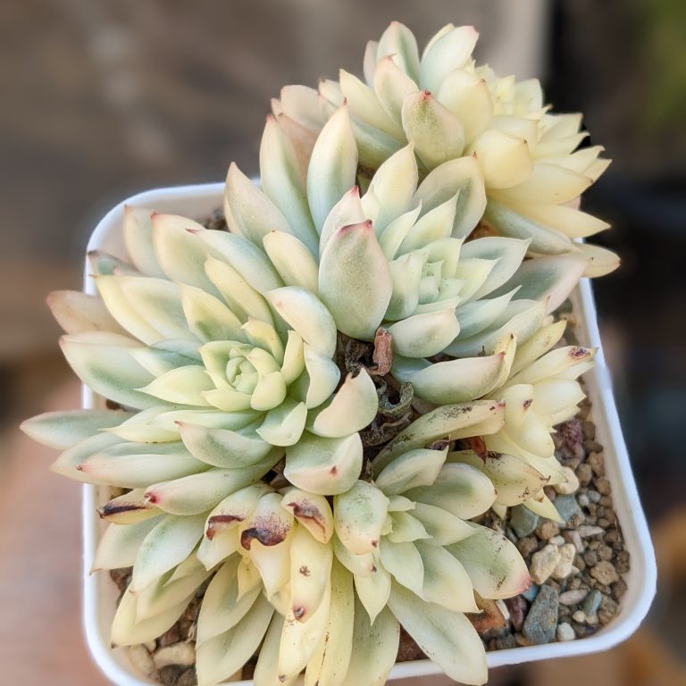 多肉仙人交易所