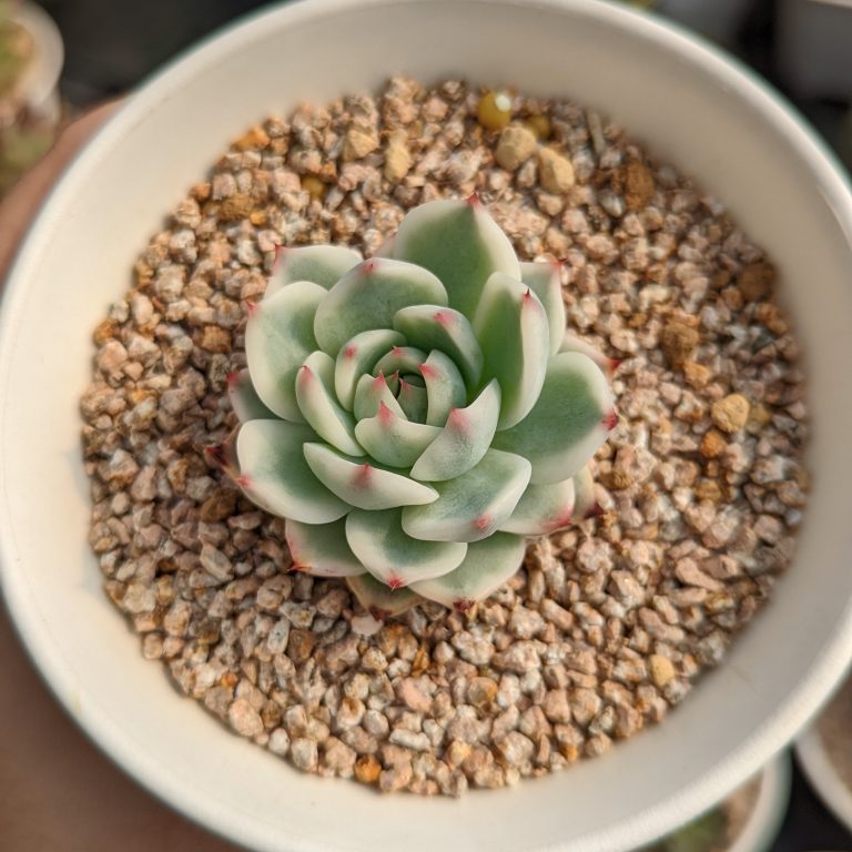 多肉仙人交易所