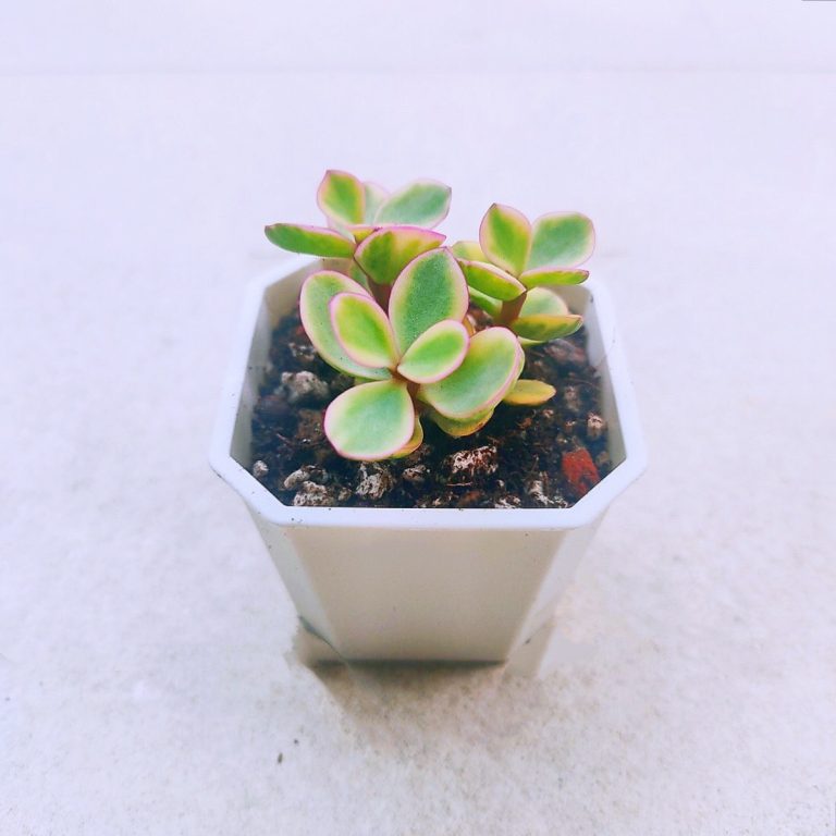 多肉仙人交易所