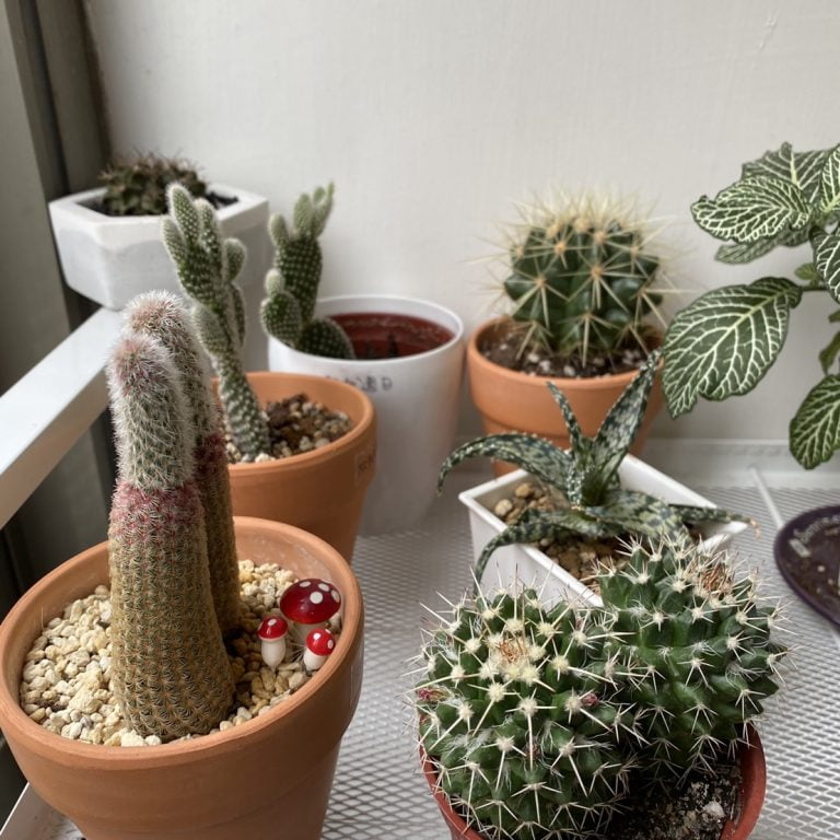 多肉仙人交易所