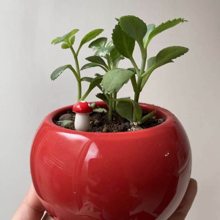 多肉仙人交易所