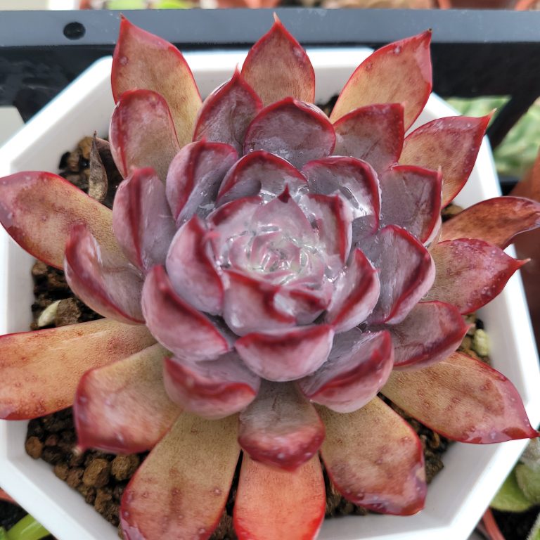 多肉仙人交易所