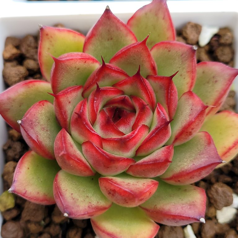 多肉仙人交易所