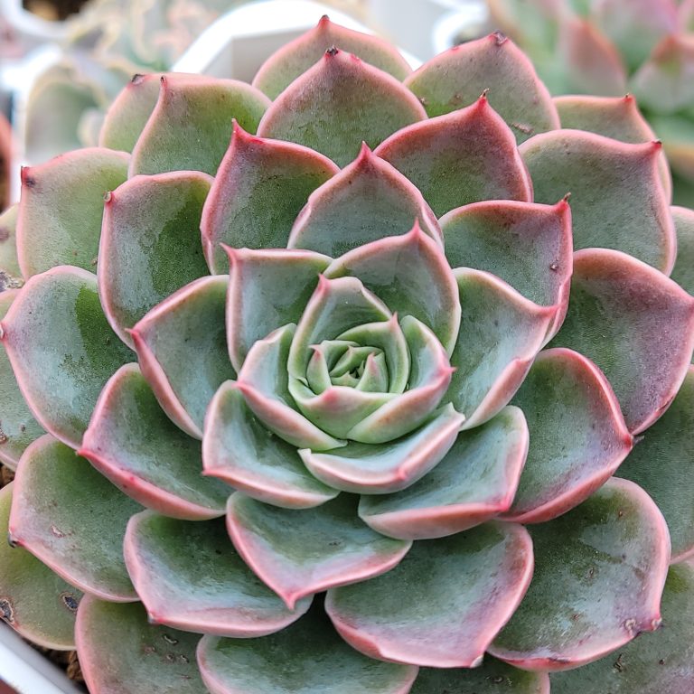 多肉仙人交易所