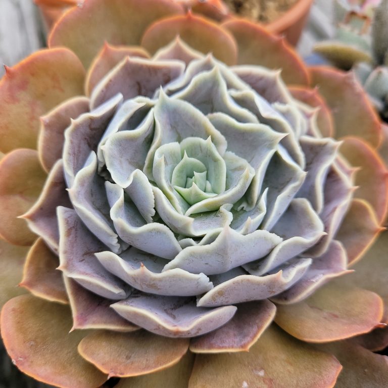 多肉仙人交易所