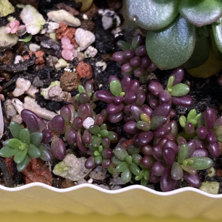 多肉仙人交易所