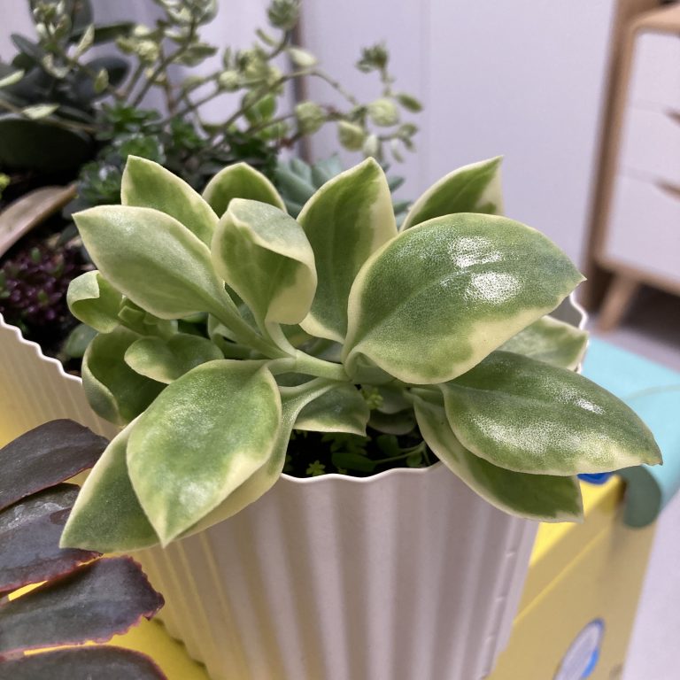 多肉仙人交易所