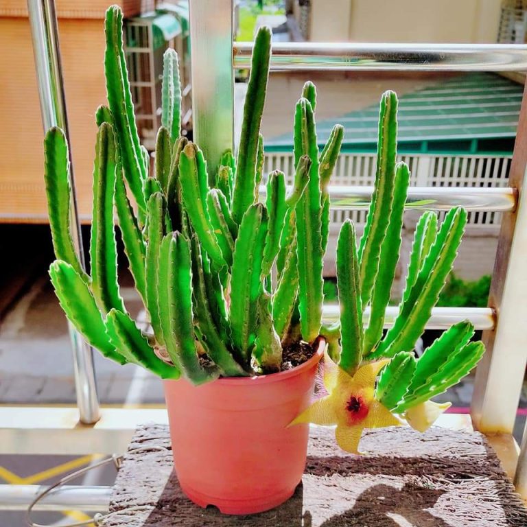 多肉仙人交易所