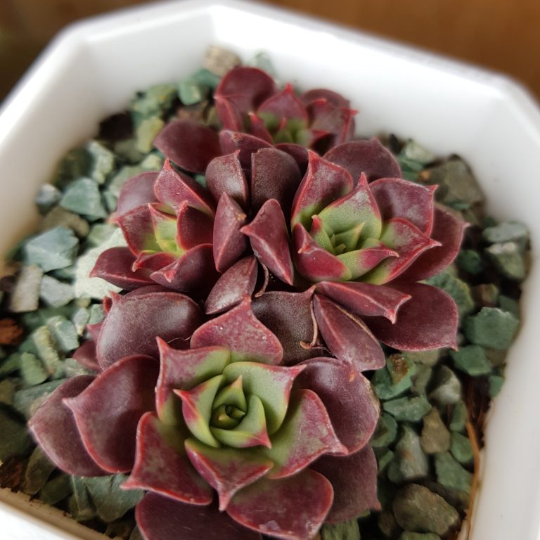 多肉仙人交易所