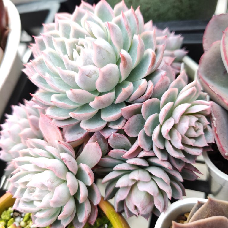 多肉仙人交易所