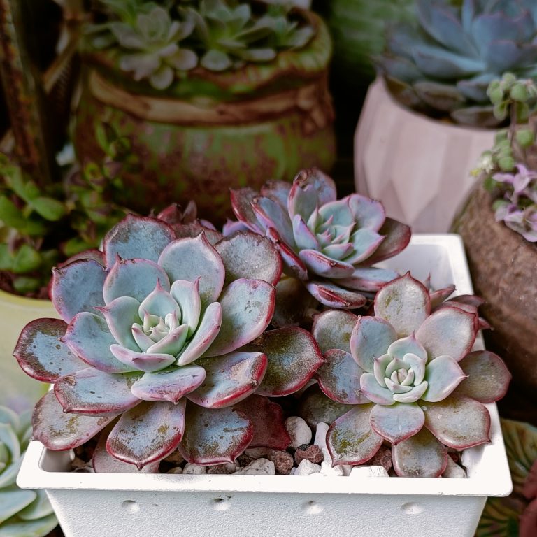 多肉仙人交易所