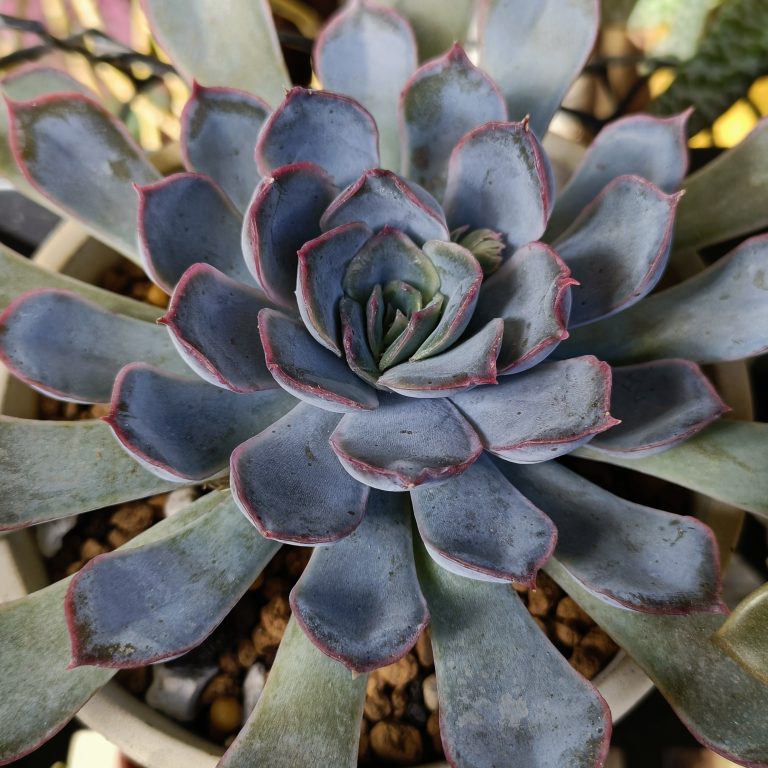 多肉仙人交易所