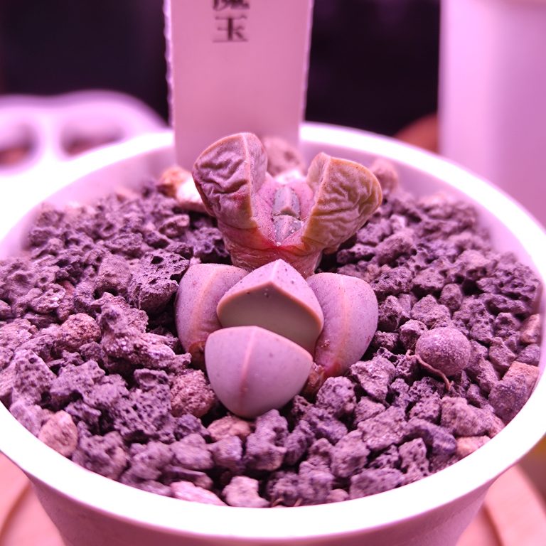 多肉仙人交易所