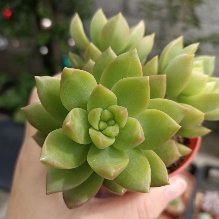 多肉仙人交易所