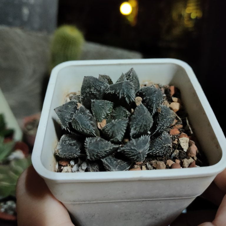 多肉仙人交易所