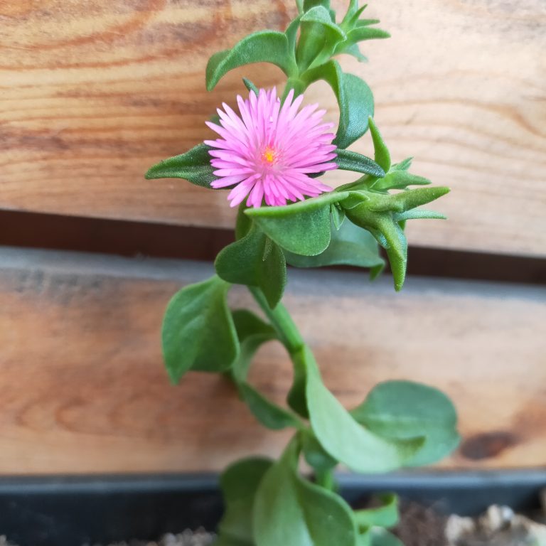 多肉仙人交易所