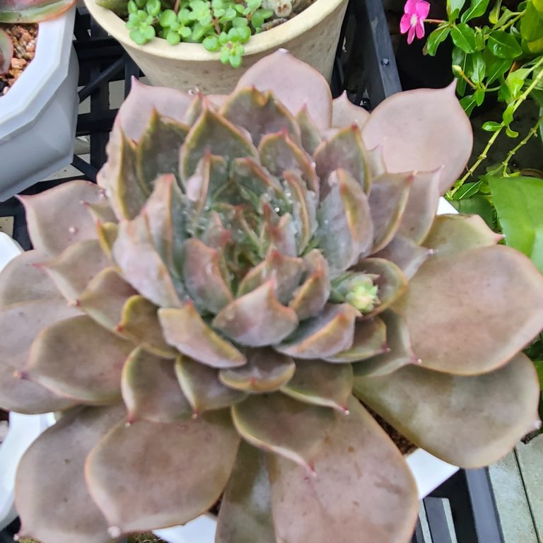 多肉仙人交易所