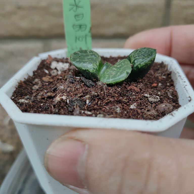 多肉仙人交易所