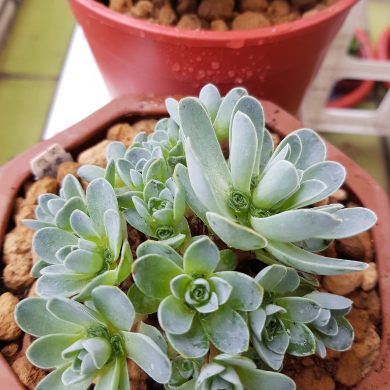 多肉仙人交易所