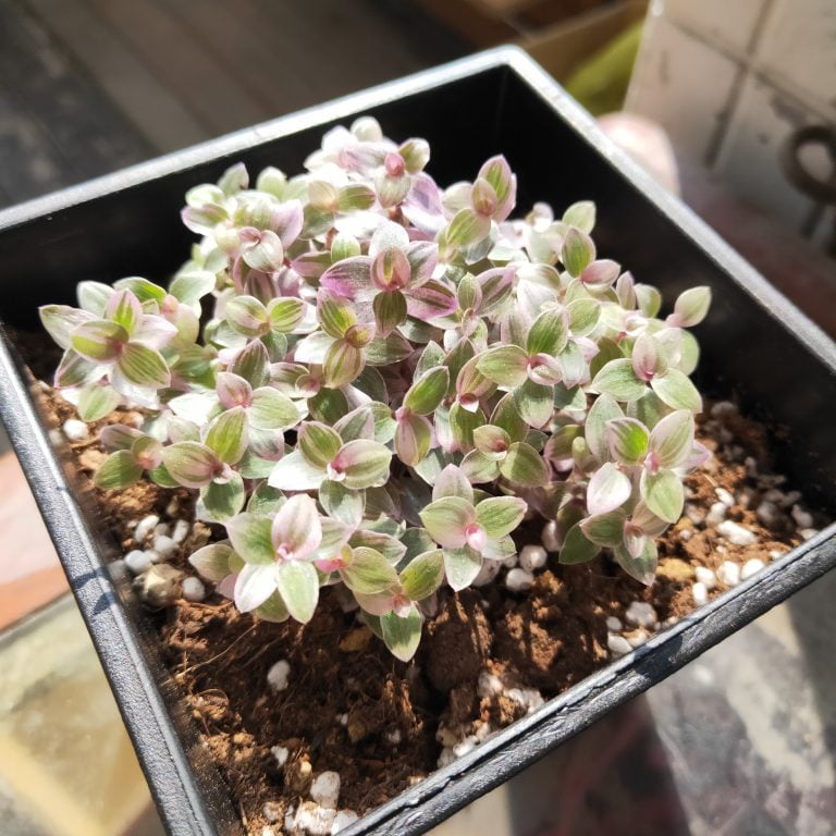 多肉仙人交易所