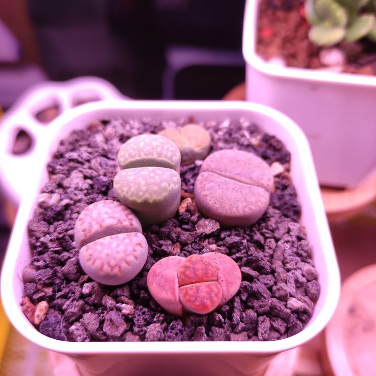 多肉仙人交易所