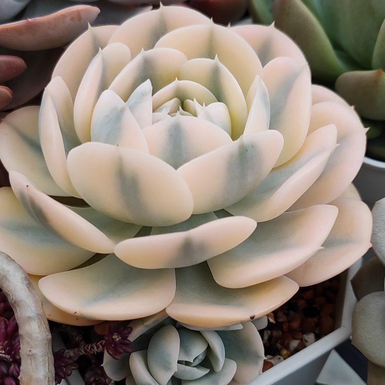 多肉仙人交易所