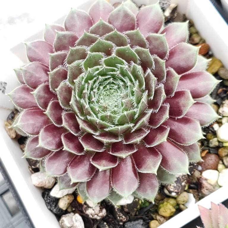 多肉仙人交易所